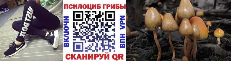 где купить   Юрга  Галлюциногенные грибы Psilocybe 